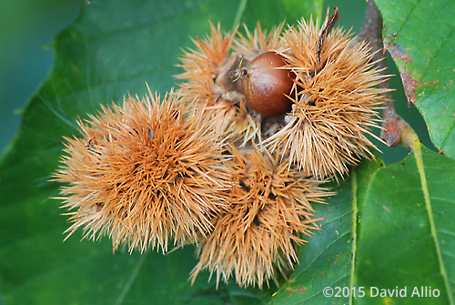 Fagaceae Castanea pumila Allegheny chinquapin chinkapin